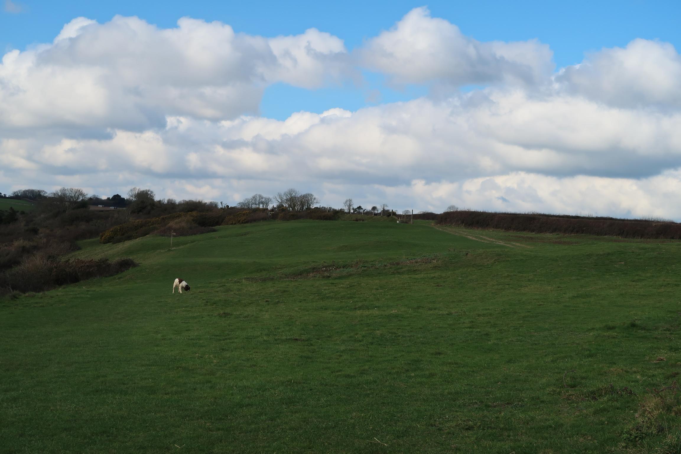 A dog running around the top of Berry Cliffs